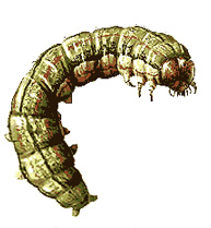 Army Worm