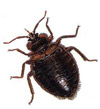 Bed Bugs