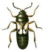 Chinch Bugs