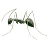 Crazy Ants