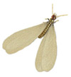 Drywood Termites