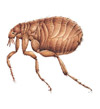 Fleas