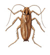 German Cockroach