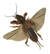 Mole Crickets