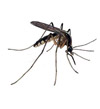 Mosquitos