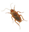 Palmetto Bugs