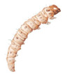 Sod Webworms