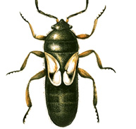 Chinch Bugs