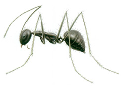 Crazy Ants