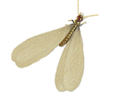 Drywood Termite