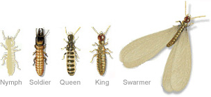 Drywood Termites