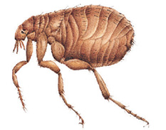 Fleas