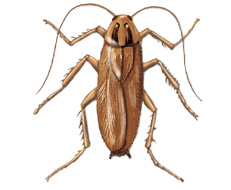 German Cockroach