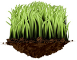 Florida lawn care