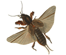 Mole Cricket
