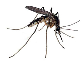 Mosquitos